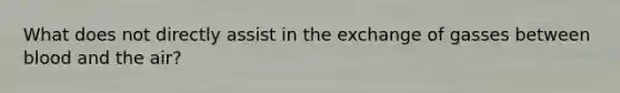 What does not directly assist in the exchange of gasses between blood and the air?