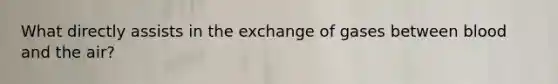 What directly assists in the exchange of gases between blood and the air?