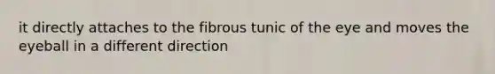 it directly attaches to the fibrous tunic of the eye and moves the eyeball in a different direction