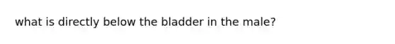 what is directly below the bladder in the male?