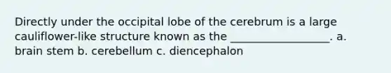 Directly under the occipital lobe of the cerebrum is a large cauliflower-like structure known as the __________________. a. brain stem b. cerebellum c. diencephalon