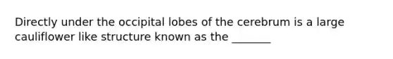 Directly under the occipital lobes of the cerebrum is a large cauliflower like structure known as the _______