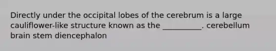 Directly under the occipital lobes of the cerebrum is a large cauliflower-like structure known as the __________. cerebellum brain stem diencephalon