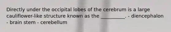 Directly under the occipital lobes of the cerebrum is a large cauliflower-like structure known as the __________. - diencephalon - brain stem - cerebellum