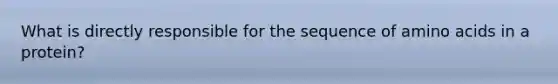 What is directly responsible for the sequence of amino acids in a protein?