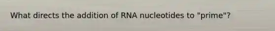 What directs the addition of RNA nucleotides to "prime"?