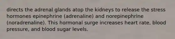 directs the adrenal glands atop the kidneys to release the stress hormones epinephrine (adrenaline) and norepinephrine (noradrenaline). This hormonal surge increases heart rate, blood pressure, and blood sugar levels.