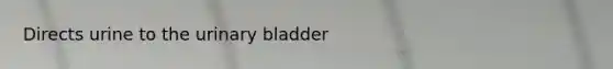 Directs urine to the urinary bladder