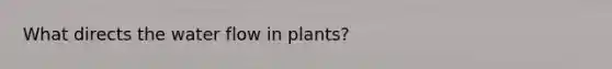 What directs the water flow in plants?