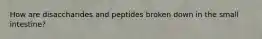 How are disaccharides and peptides broken down in the small intestine?