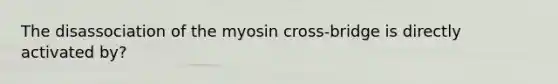 The disassociation of the myosin cross-bridge is directly activated by?