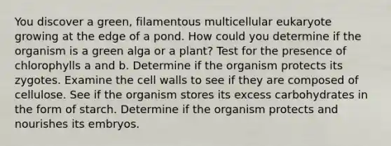 You discover a green, filamentous multicellular eukaryote growing at the edge of a pond. How could you determine if the organism is a green alga or a plant? Test for the presence of chlorophylls a and b . Determine if the organism protects its zygotes. Examine the cell walls to see if they are composed of cellulose. See if the organism stores its excess carbohydrates in the form of starch. Determine if the organism protects and nourishes its embryos.