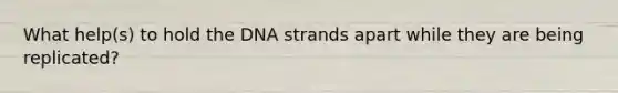 What help(s) to hold the DNA strands apart while they are being replicated?