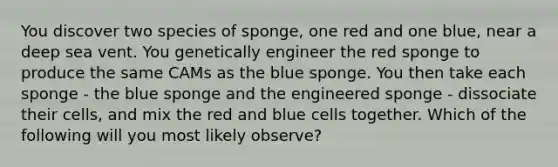 You discover two species of sponge, one red and one blue, near a deep sea vent. You genetically engineer the red sponge to produce the same CAMs as the blue sponge. You then take each sponge - the blue sponge and the engineered sponge - dissociate their cells, and mix the red and blue cells together. Which of the following will you most likely observe?