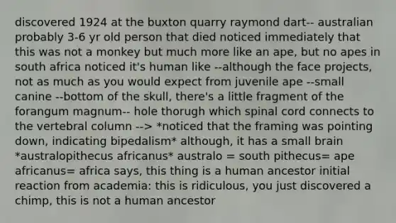 discovered 1924 at the buxton quarry raymond dart-- australian probably 3-6 yr old person that died noticed immediately that this was not a monkey but much more like an ape, but no apes in south africa noticed it's human like --although the face projects, not as much as you would expect from juvenile ape --small canine --bottom of the skull, there's a little fragment of the forangum magnum-- hole thorugh which spinal cord connects to the vertebral column --> *noticed that the framing was pointing down, indicating bipedalism* although, it has a small brain *australopithecus africanus* australo = south pithecus= ape africanus= africa says, this thing is a human ancestor initial reaction from academia: this is ridiculous, you just discovered a chimp, this is not a human ancestor