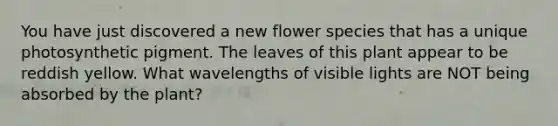 You have just discovered a new flower species that has a unique photosynthetic pigment. The leaves of this plant appear to be reddish yellow. What wavelengths of visible lights are NOT being absorbed by the plant?