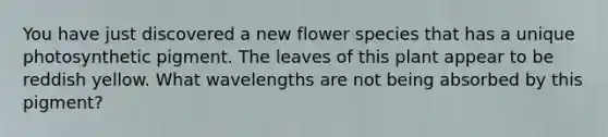 You have just discovered a new flower species that has a unique photosynthetic pigment. The leaves of this plant appear to be reddish yellow. What wavelengths are not being absorbed by this pigment?