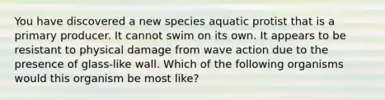 You have discovered a new species aquatic protist that is a primary producer. It cannot swim on its own. It appears to be resistant to physical damage from wave action due to the presence of glass-like wall. Which of the following organisms would this organism be most like?