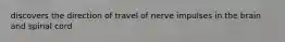 discovers the direction of travel of nerve impulses in the brain and spinal cord