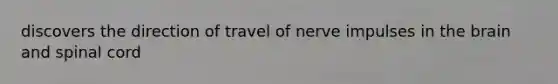 discovers the direction of travel of nerve impulses in the brain and spinal cord