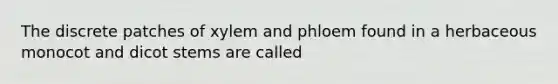 The discrete patches of xylem and phloem found in a herbaceous monocot and dicot stems are called