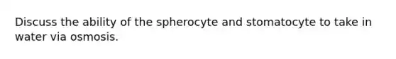 Discuss the ability of the spherocyte and stomatocyte to take in water via osmosis.