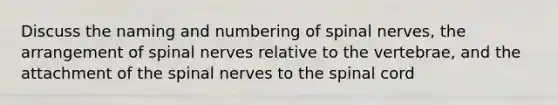 Discuss the naming and numbering of spinal nerves, the arrangement of spinal nerves relative to the vertebrae, and the attachment of the spinal nerves to the spinal cord