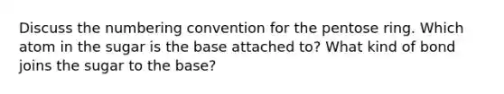 Discuss the numbering convention for the pentose ring. Which atom in the sugar is the base attached to? What kind of bond joins the sugar to the base?