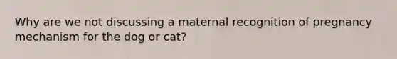 Why are we not discussing a maternal recognition of pregnancy mechanism for the dog or cat?