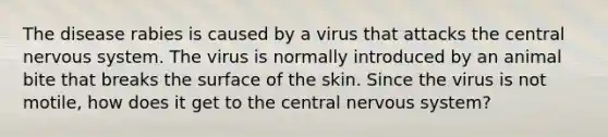 The disease rabies is caused by a virus that attacks the central nervous system. The virus is normally introduced by an animal bite that breaks the surface of the skin. Since the virus is not motile, how does it get to the central nervous system?