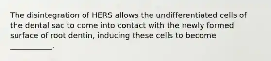 The disintegration of HERS allows the undifferentiated cells of the dental sac to come into contact with the newly formed surface of root dentin, inducing these cells to become ___________.