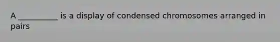 A __________ is a display of condensed chromosomes arranged in pairs