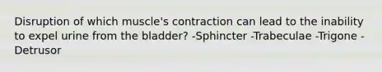 Disruption of which muscle's contraction can lead to the inability to expel urine from the bladder? -Sphincter -Trabeculae -Trigone -Detrusor