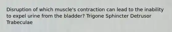 Disruption of which muscle's contraction can lead to the inability to expel urine from the bladder? Trigone Sphincter Detrusor Trabeculae