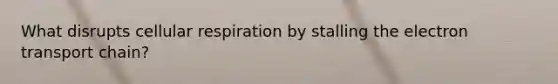 What disrupts cellular respiration by stalling the electron transport chain?