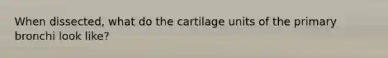 When dissected, what do the cartilage units of the primary bronchi look like?