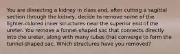 You are dissecting a kidney in class and, after cutting a sagittal section through the kidney, decide to remove some of the lighter-colored inner structures near the superior end of the ureter. You remove a funnel-shaped sac that connects directly into the ureter, along with many tubes that converge to form the tunnel-shaped sac. Which structures have you removed?