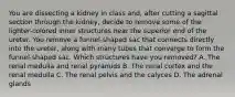 You are dissecting a kidney in class and, after cutting a sagittal section through the kidney, decide to remove some of the lighter-colored inner structures near the superior end of the ureter. You remove a funnel-shaped sac that connects directly into the ureter, along with many tubes that converge to form the funnel-shaped sac. Which structures have you removed? A. The renal medulla and renal pyramids B. The renal cortex and the renal medulla C. The renal pelvis and the calyces D. The adrenal glands