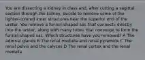 You are dissecting a kidney in class and, after cutting a sagittal section through the kidney, decide to remove some of the lighter-colored inner structures near the superior end of the ureter. You remove a funnel-shaped sac that connects directly into the ureter, along with many tubes that converge to form the funnel-shaped sac. Which structures have you removed? A The adrenal glands B The renal medulla and renal pyramids C The renal pelvis and the calyces D The renal cortex and the renal medulla