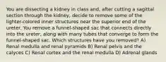 You are dissecting a kidney in class and, after cutting a sagittal section through the kidney, decide to remove some of the lighter-colored inner structures near the superior end of the ureter. You remove a funnel-shaped sac that connects directly into the ureter, along with many tubes that converge to form the funnel-shaped sac. Which structures have you removed? A) Renal medulla and renal pyramids B) Renal pelvis and the calyces C) Renal cortex and the renal medulla D) Adrenal glands