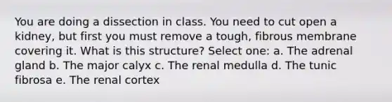 You are doing a dissection in class. You need to cut open a kidney, but first you must remove a tough, fibrous membrane covering it. What is this structure? Select one: a. The adrenal gland b. The major calyx c. The renal medulla d. The tunic fibrosa e. The renal cortex