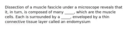 Dissection of a muscle fascicle under a microscope reveals that it, in turn, is composed of many _____, which are the muscle cells. Each is surrounded by a _____, enveloped by a thin connective tissue layer called an endomysium