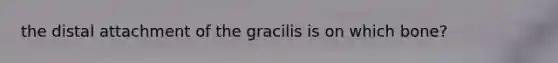 the distal attachment of the gracilis is on which bone?