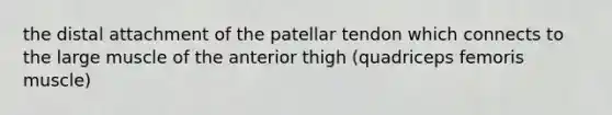 the distal attachment of the patellar tendon which connects to the large muscle of the anterior thigh (quadriceps femoris muscle)