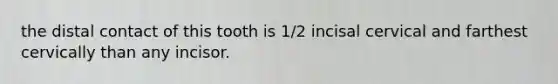 the distal contact of this tooth is 1/2 incisal cervical and farthest cervically than any incisor.