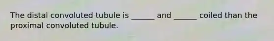 The distal convoluted tubule is ______ and ______ coiled than the proximal convoluted tubule.