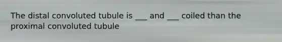 The distal convoluted tubule is ___ and ___ coiled than the proximal convoluted tubule