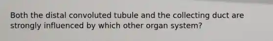 Both the distal convoluted tubule and the collecting duct are strongly influenced by which other organ system?