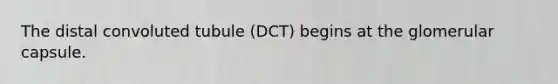 The distal convoluted tubule (DCT) begins at the glomerular capsule.