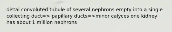 distal convoluted tubule of several nephrons empty into a single collecting duct=> papillary ducts=>minor calyces one kidney has about 1 million nephrons